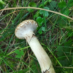 Suillus viscidus