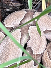 Agkistrodon contortrix