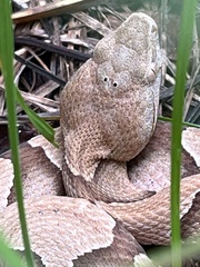 Agkistrodon contortrix