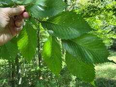 Ulmus americana