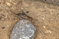 Arachnocephalus vestitus