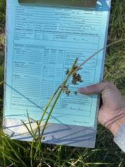 Schoenoplectus tabernaemontani