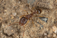 Tetramorium semilaeve