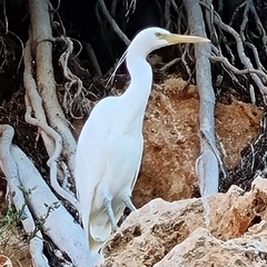 Egretta sacra