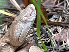 Agkistrodon contortrix