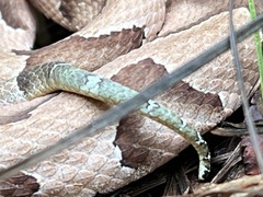 Agkistrodon contortrix