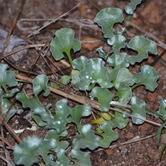 Dichondra argentea