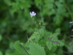 Geranium robertianum