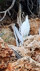 Egretta sacra