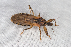 Oncocephalus squalidus