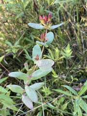 Hypericum virginicum
