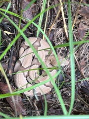 Agkistrodon contortrix