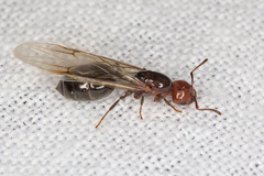 Crematogaster scutellaris