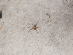 Loxosceles reclusa