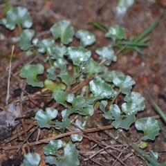 Dichondra argentea