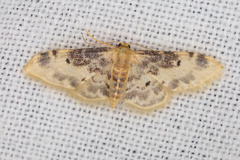 Idaea filicata
