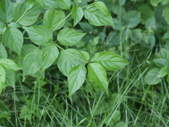 Cornus alternifolia