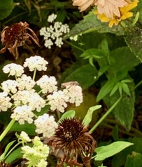 Anthophila