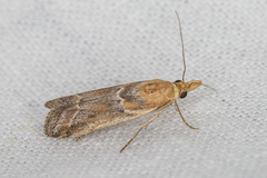 Ancylosis cinnamomella