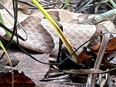 Agkistrodon contortrix