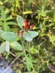 Hypericum virginicum