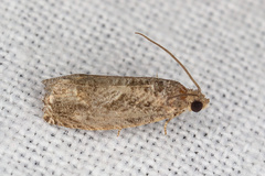 Grapholita janthinana