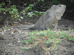 Iguana iguana insularis