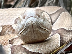 Agkistrodon contortrix