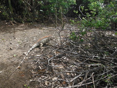 Iguana iguana insularis
