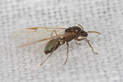 Crematogaster scutellaris