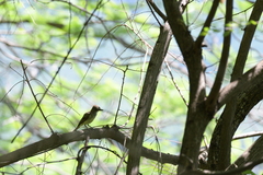 Myiarchus