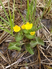 Caltha palustris