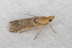 Ancylosis cinnamomella