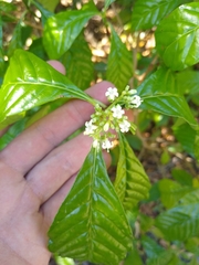 Psychotria nervosa