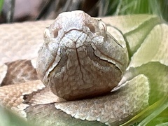 Agkistrodon contortrix