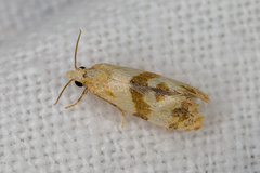 Phalonidia contractana