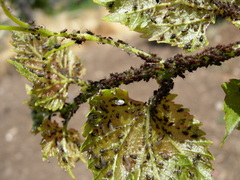 Aphis illinoisensis