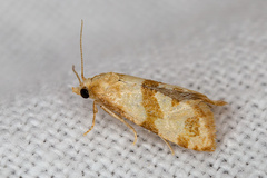 Phalonidia contractana