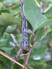 Gymnosporangium clavariiforme