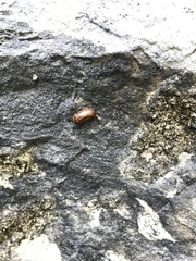 Glomeridae