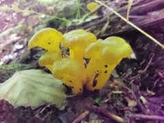 Leotia lubrica