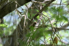 Myiarchus