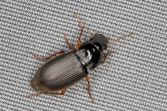Pseudoophonus