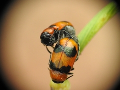 Coptocephala
