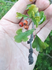 Gymnosporangium clavariiforme