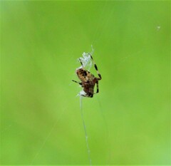 Neoscona arabesca