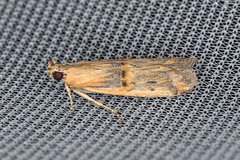 Psorosa dahliella