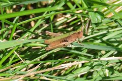 Chorthippus dorsatus