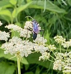 Sphecidae