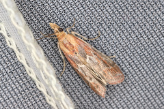 Ancylosis cinnamomella